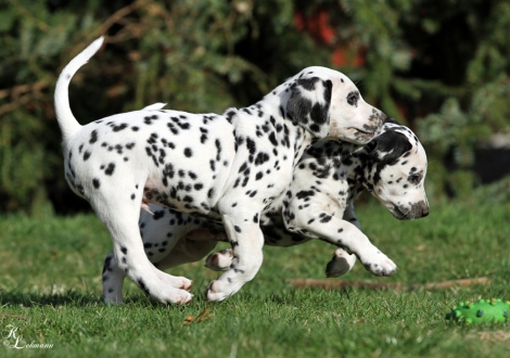 Christi ORMOND Qualified for Gold und Christi ORMOND Quality Time