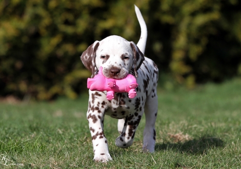 Christi ORMOND Question of Honour