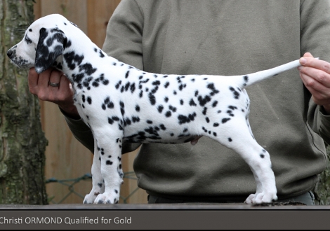 Christi ORMOND Qualified for Gold | Rüde