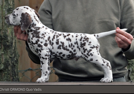 Christi ORMOND Quo Vadis | Rüde