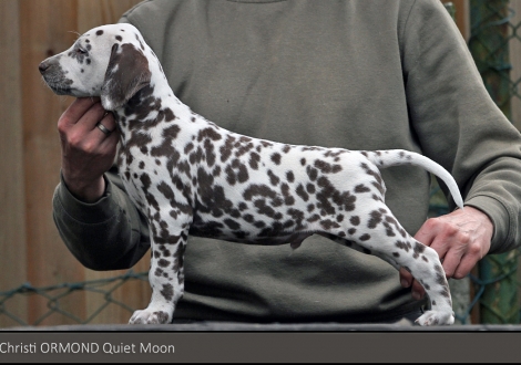 Christi ORMOND Quiet Moon | Rüde