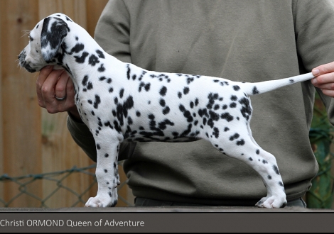 Christi ORMOND Queen of Adventure | Hündin