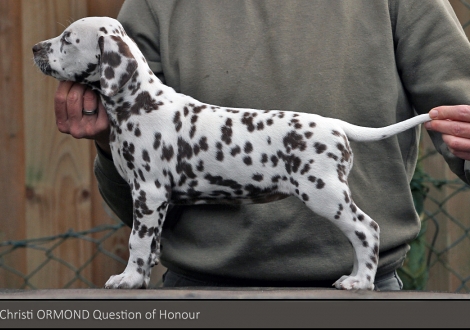 Christi ORMOND Question of Honour | Hündin