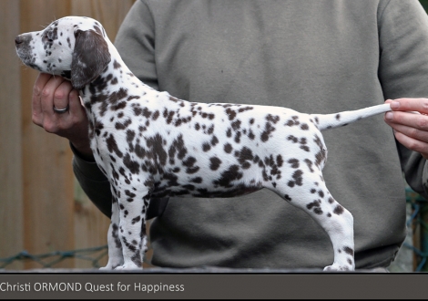 Christi ORMOND Quest for Happiness | Hündin