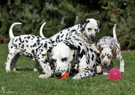 Mother Christi ORMOND Journey To Adventure with her puppies