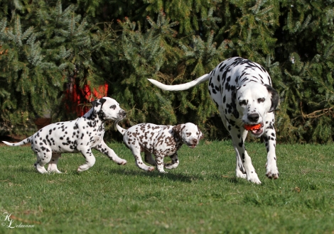 Mother Christi ORMOND Journey To Adventure with her puppies