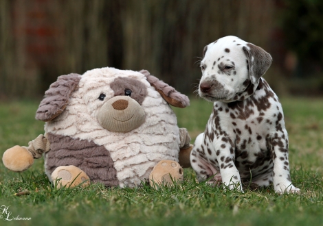 Christi ORMOND Quiet Moon | male, colour white - liver (collar brown)