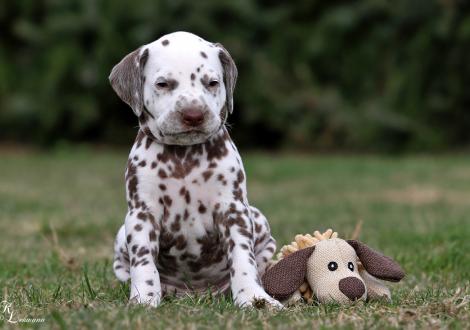 Christi ORMOND Quiet Moon | male, colour white - liver (collar brown)