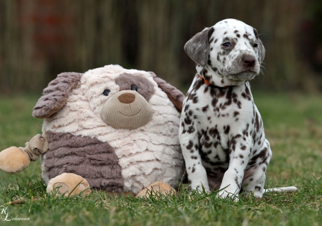 Christi ORMOND Quest for Happiness | female, colour white - liver (collar orange)