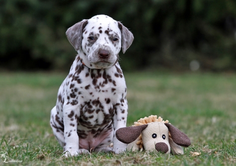 Christi ORMOND Quest for Happiness | female, colour white - liver (collar orange)