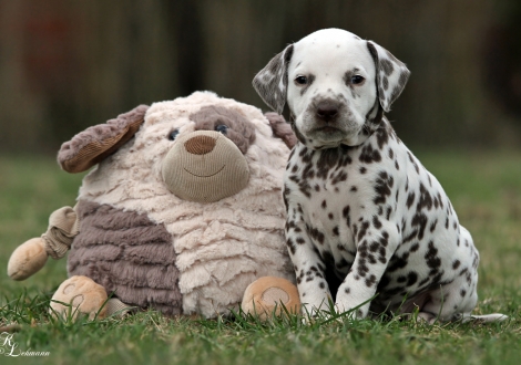 Christi ORMOND Question of Honour | female, colour white - liver (collar purple)