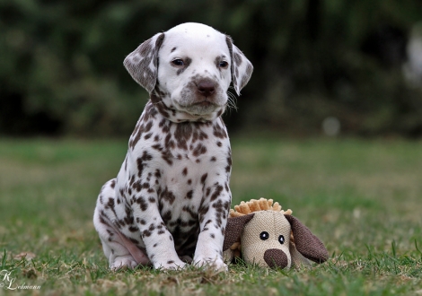 Christi ORMOND Question of Honour | female, colour white - liver (collar purple)