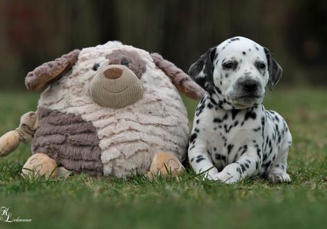 Christi ORMOND Quality Time | female, colour white - black (collar yellow)