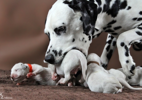 Christi ORMOND Journey To Adventure with her Christi ORMOND Q - Litter 1st week of life