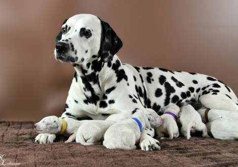 Christi ORMOND Journey To Adventure with her Christi ORMOND Q - Litter 1st week of life
