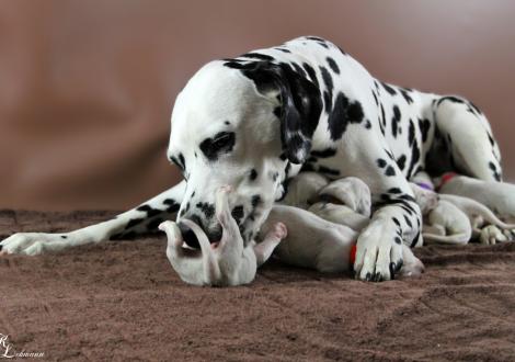 Christi ORMOND Journey To Adventure with her Christi ORMOND Q - Litter 1st week of life