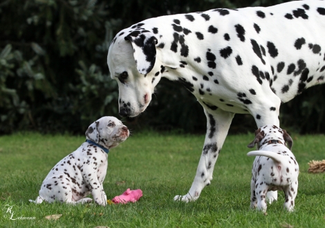 Links Christi ORMOND Spartacus mit seinem Opa Spotnik's First Farao For Ormond (genannt Farao, 8,5 Jahre alt)