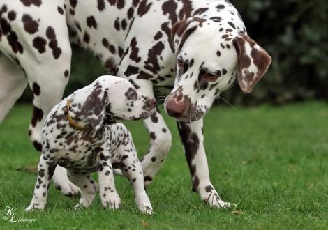 Christi ORMOND Sound of Silence mit ihrer Cousine Dalmatian Dream for ORMOND vom Teutoburger Wald (genannt Mocha jr., 12 Monate alt)