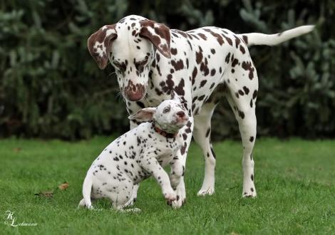 Christi ORMOND Small Talk mit ihrer Cousine Dalmatian Dream for ORMOND vom Teutoburger Wald (genannt Mocha jr., 12 Monate alt)