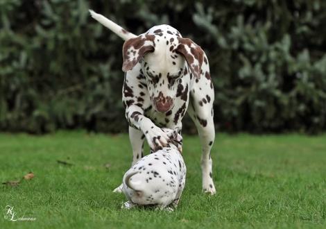 Christi ORMOND Small Talk mit ihrer Cousine Dalmatian Dream for ORMOND vom Teutoburger Wald (genannt Mocha jr., 12 Monate alt)