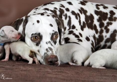 Photo Impressions Christi ORMOND S - Litter 1st week of life