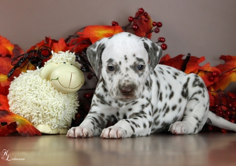 Christi ORMOND Silent Water | female, colour white - liver (collar pink)