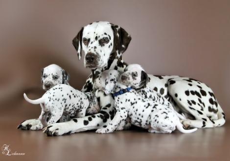 Grandma Christ ORMOND First Fairytale (called Hope, 8 years old) with her grandchildren, the Christi ORMOND S - Litter (4th week of life)