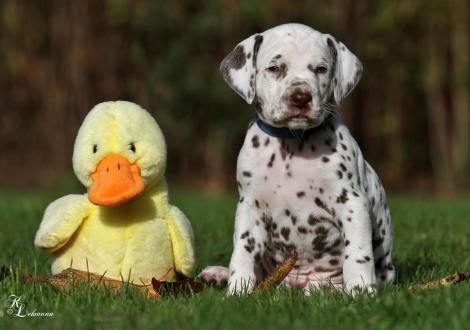 Christi ORMOND Spartacus | male, colour white - liver (collar blue)