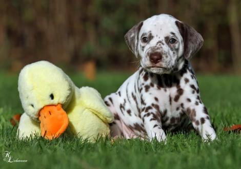 Christi ORMOND Saint Flame | female, colour white - liver (collar brown)