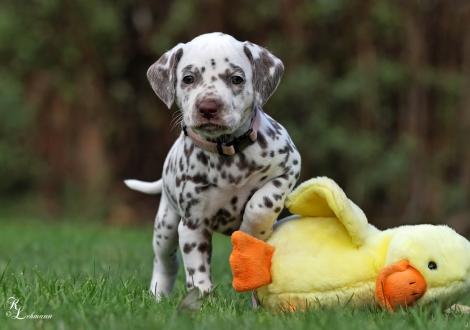 Christi ORMOND Silent Water | female, colour white - liver (collar pink)