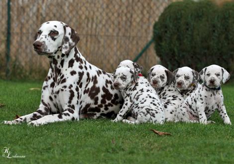 Christi ORMOND Immortal Soul with her Christi ORMOND S - Litter 5th week of life