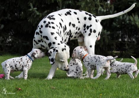 Grandpa Spotnik's First Farao For Ormond (called Farao, 8,5 years old) with his grandchildren, the Christi ORMOND S - Litter (5th week of life)