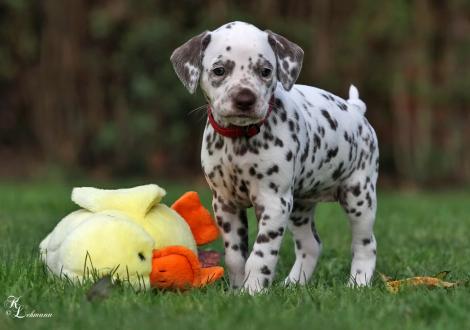 Christi ORMOND Song of Faith | female, colour white - liver (collar red)