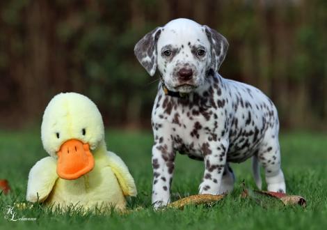 Christi ORMOND Sound of Silence | female, colour white - liver (collar yellow)