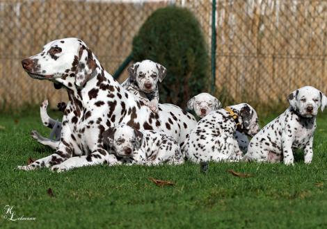 Christi ORMOND Immortal Soul with her Christi ORMOND S - Litter 5th week of life