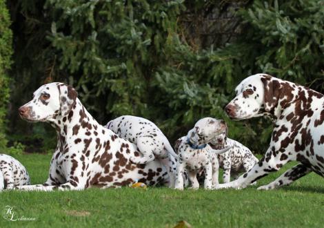 Left mother Christ ORMOND Soul (called Indy) and right grandma Christ ORMOND First Fairytale (called Hope) of the Christ ORMOND S - Litter