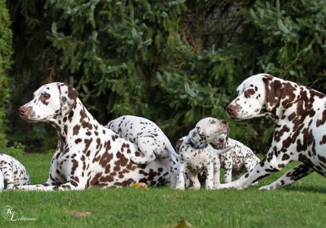 Left mother Christ ORMOND Soul (called Indy) and right grandma Christ ORMOND First Fairytale (called Hope) of the Christ ORMOND S - Litter