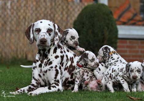 Christi ORMOND Immortal Soul with her Christi ORMOND S - Litter 5th week of life