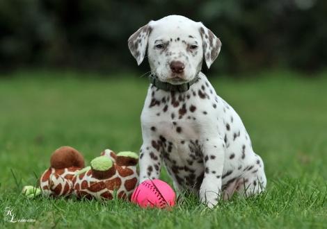 Christi ORMOND Soul Man | male, colour white - liver (collar green)