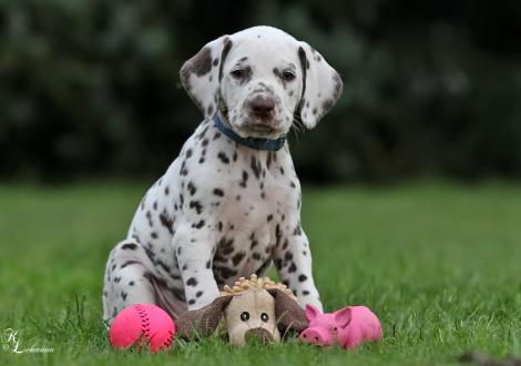 Christi ORMOND Spartacus | male, colour white - liver (collar blue)