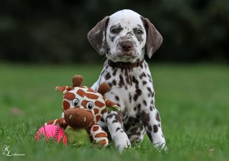 Christi ORMOND Saint Flame | female, colour white - liver (collar brown)