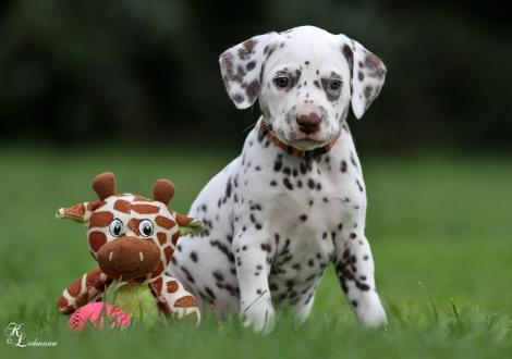 Christi ORMOND Small Talk | female, colour white - liver (collar orange)