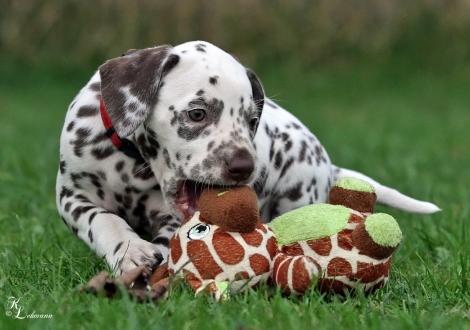 Christi ORMOND Song of Faith | female, colour white - liver (collar red)
