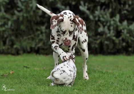 Christi ORMOND Small Talk with her cousin Dalmatian Dream for ORMOND vom Teutoburger Wald (called Mocha jr., 12 months old)