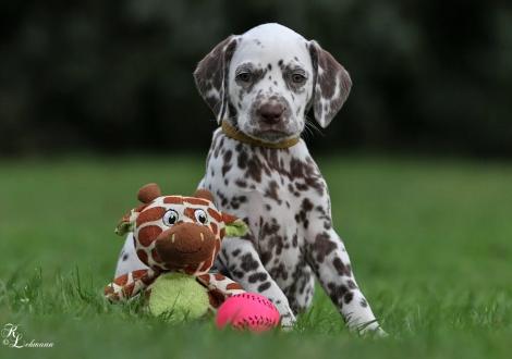 Christi ORMOND Sound of Silence | female, colour white - liver (collar yellow)