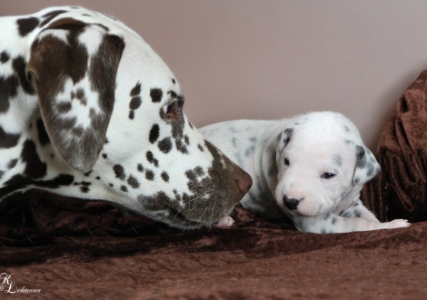 Nichte Dalmatian Dream for ORMOND vom Teutoburger Wald mit Christi ORMOND Tinkerbell