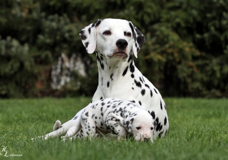 Christi ORMOND Incredible Fairyland mit ihrem Christi ORMOND T - Wurf 3. Lebenswoche