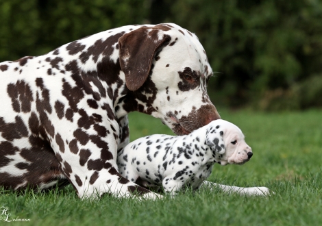 Christi ORMOND Quo Vadis und Christi ORMOND Tinkerbell
