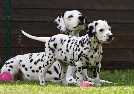 Christi ORMOND Tinkerbell mit ihrer Mutter Christi ORMOND Incredible Fairyland