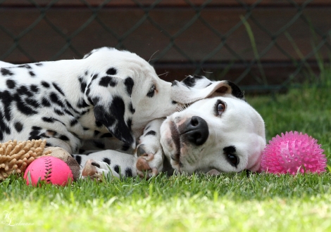 Christi ORMOND Tinkerbell mit ihrer Mutter Christi ORMOND Incredible Fairyland